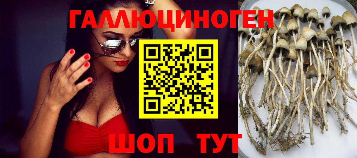 Псилоцибиновые грибы Cubensis Лесосибирск